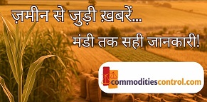 जबलपुर बेल्ट से उड़द पर विशेष रिपोर्ट